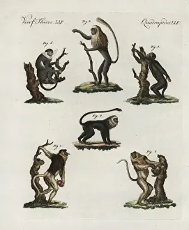 Prints of Proboscis monkey, king colobus, tamarin, howler and langur Howler Monkey Prints: Proboscis Monkey and Primate Print, 1798