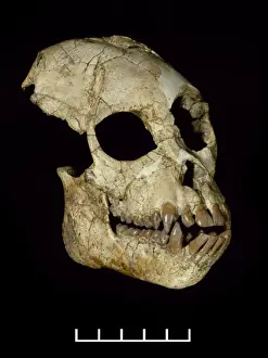Miocene Era Proconsul africanus Cranium Print