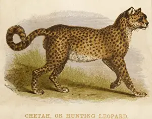 Wild Cheetahs Prints: Profile of a Cheetah