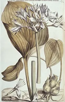 Monocotyledon Flowering Plants Prints: Proiphys amboinense