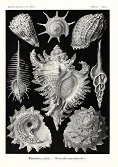 Prosobranchia sea snail shells Prosobranchia sea snail shells