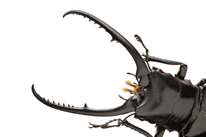 Prosopocoilus confucius (Hope), stag beetle Prosopocoilus confucius (Hope), stag beetle