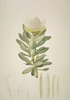 Protea nitida Print, Plate 85