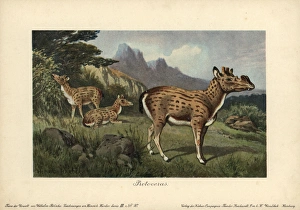 Protoceras, extinct genus of Artiodactyla Protoceras, extinct genus of Artiodactyla
