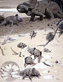 Cretaceous Era Dinosaurs Prints: Protoceratops