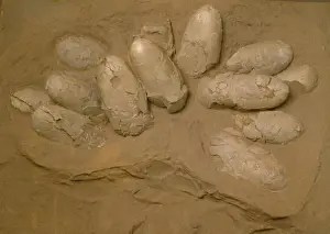 Mesozoic Era Fossils Prints: Protoceratops eggs