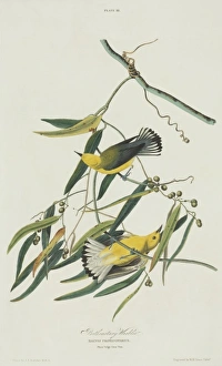 Protonotaria citrea, prothonotary warbler Protonotaria citrea, prothonotary warbler