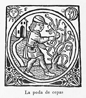 Catalan Vine Pruner Print 1511