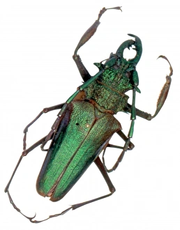 Psalidognathus friendi, longhorn beetle Psalidognathus friendi, longhorn beetle