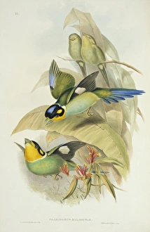 Psarisomus dalhousiae, long-tailed broadbill Psarisomus dalhousiae, long-tailed broadbill