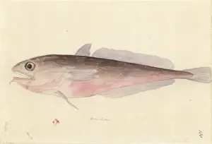 Bony Fish Illustration Prints: Pseudophycis bacchus, red codling