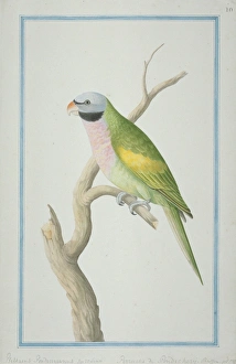 Psittacula derbiana, Lord Derbys parakeet Psittacula derbiana, Lord Derbys parakeet