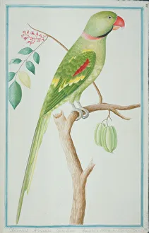 Psittacula eupatria, Alexandrine parakeet Psittacula eupatria, Alexandrine parakeet