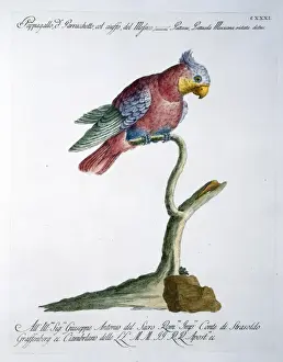 Print of Psittacula sp. parakeet Plate 135, hand-coloured engraving