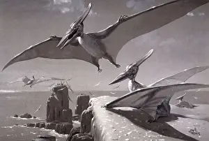 Dinosaur Prints: Pteranodon Print: A Cretaceous Flying Reptile