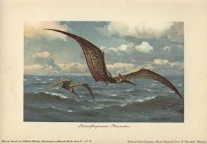 Pteranodon, large flying pterosaur from the Pteranodon, large flying pterosaur from the