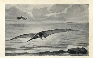 Lithograph Prints: Pteranodon longiceps