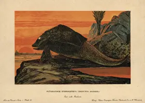 Prehistoric Animals Illustration Prints: Pterichthyodes, extinct genus of placoderm