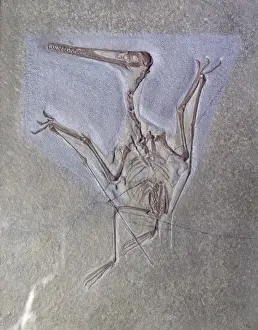 Diapsid Reptiles Prints: Pterodactyl kochi