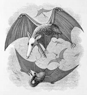 Pterodactyls considered as marsupial bats Pterodactyls considered as marsupial bats
