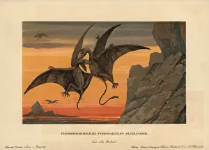 Prehistoric Animals Illustration Prints: Pterodactylus, extinct genus of pterosaurs