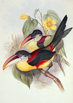 Pteroglossus beauharnaesii, curl-crested aracari Pteroglossus beauharnaesii, curl-crested aracari