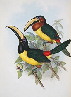 Pteroglossus inscriptus humboldti, lettered aracari Pteroglossus inscriptus humboldti, lettered aracari