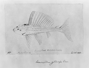 Pterygolichthys gibbiceps, sailfin pleco Pterygolichthys gibbiceps, sailfin pleco