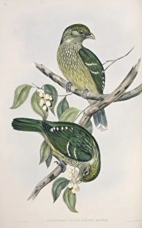Ptilonorhynchus violaceus, satin bowerbird Ptilonorhynchus violaceus, satin bowerbird