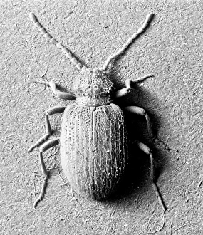 Ptinus tectus, spider beetle Ptinus tectus, spider beetle