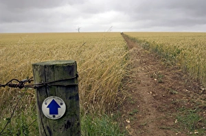 Public bridleway runs through oats field - July Public bridleway runs through oats field - July