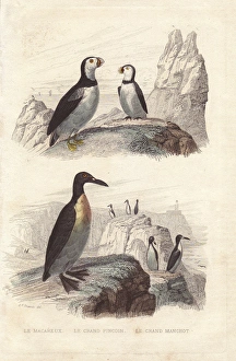 Puffin, extinct great auk, and emperor penguin Puffin, extinct great auk, and emperor penguin