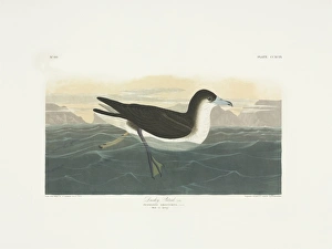 Puffinus lherminieri, Audubons shearwater Puffinus lherminieri, Audubons shearwater
