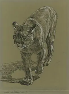 Historical Animal Prints Online Prints: Puma stalking forward