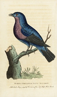 Purple-breasted continga, Cotinga cotinga Purple-breasted continga, Cotinga cotinga