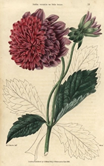 Purple and crimson flowered dahlia, Dahlia Purple and crimson flowered dahlia, Dahlia