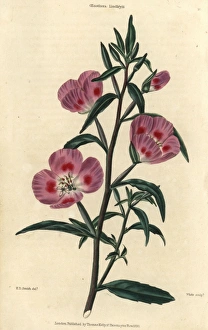 Purple flowered evening primrose, Oenothera lindleyi Purple flowered evening primrose, Oenothera lindleyi
