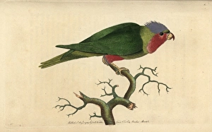 Purple-headed parakeet, with purple head, crimson Purple-headed parakeet, with purple head, crimson