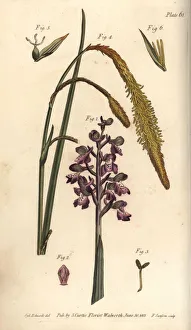 Purple orchid, Orchis mascula, and sedge grass, Carex hirta Purple orchid, Orchis mascula, and sedge grass, Carex hirta