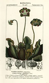 Purple pitcher plant, Sarracenia purpurea Purple pitcher plant, Sarracenia purpurea