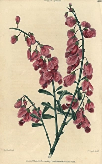 Purple showy milkwort, Polygala speciosa Purple showy milkwort, Polygala speciosa