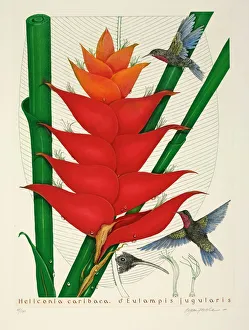 Purple-throated hummingbirds, male Purple-throated hummingbirds, male