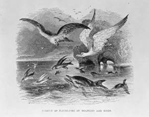 Pursuit of Flying Fish by Dolphins & Birds Pursuit of Flying Fish by Dolphins & Birds