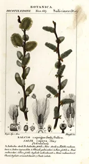 Pussy willow or goat willow, Salix caprea Pussy willow or goat willow, Salix caprea