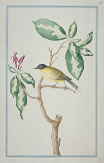 Pycnonotus melanicterus, black-crested bulbul Pycnonotus melanicterus, black-crested bulbul