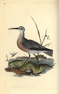 Pygmy or little curlew, Numenius minutus Pygmy or little curlew, Numenius minutus