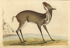 Pygmy musk deer or royal antelope, Moschus pygmaeus Pygmy musk deer or royal antelope, Moschus pygmaeus