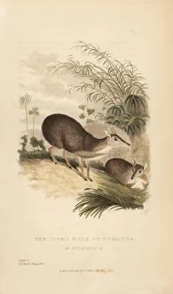 Pygmy musk of Sumatra, Moschus pygmaeus Pygmy musk of Sumatra, Moschus pygmaeus