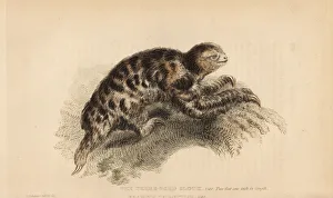 Pygmy three-toed sloth, Bradypus pygmaeus Pygmy three-toed sloth, Bradypus pygmaeus