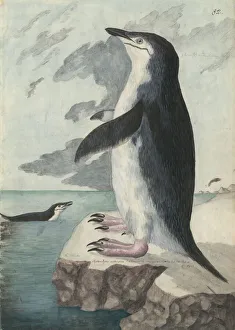 Pygoscelis antarcticus, chinstrap penguin Pygoscelis antarcticus, chinstrap penguin